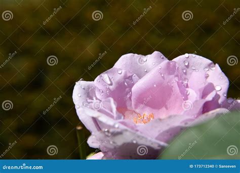 Lilac Rose Bud With Water Drops On The Petals Macro Shot Stock Photo