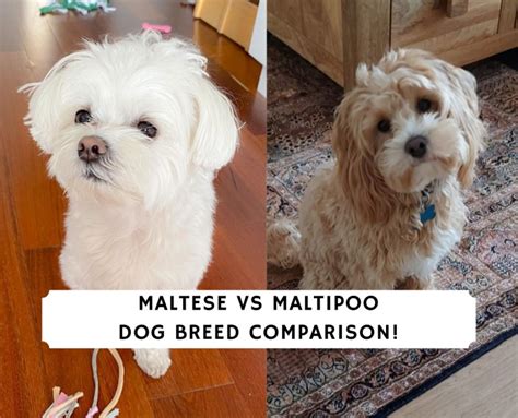 Maltese Vs Maltipoo Dog Breed Comparison 2023 We Love Doodles