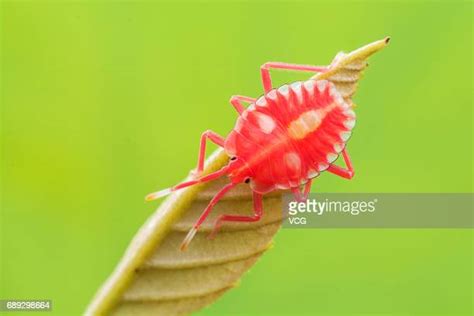 Stink Bug Larvae Photos And Premium High Res Pictures Getty Images