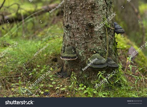 Black Tree Fungus On Conifer Trunk Stock Photo 302558738 Shutterstock