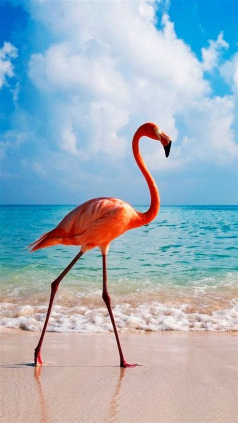 Flamingo Bird Beach Ocean 4k Vertical Flamingo Pictures