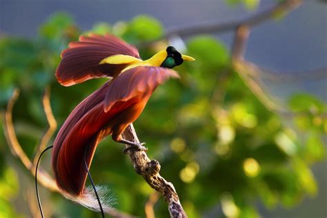 The Magnificent Greater Bird Of Paradise