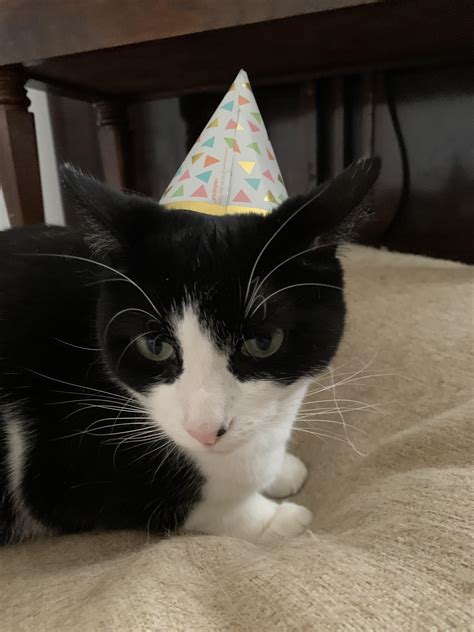My Cat In A Party Hat Raww