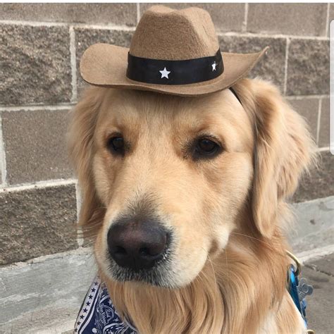 Shsriғғ Rspwrtipg ғwr Dutps Tremendous Cute Dog Or Cat Cowboy Hat Wild