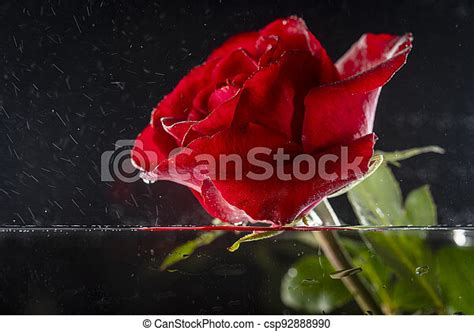 Abstract Red Rose Flower With Water Drops On Black Background Close Up