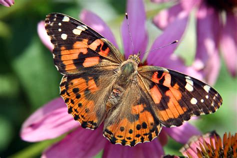 10 Fascinating Facts About Painted Lady Butterflies 44 Off