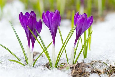 8 Of The Best Winter Flowering Plants Home Stratosphere