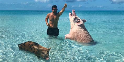 What Its Actually Like To Swim With The Pigs In The Bahamas Betches