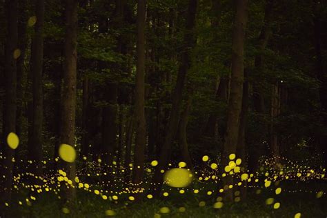 These Long Exposure Shots Of Fireflies By Tsuneaki Hiramatsu Are Freakin Magical Long