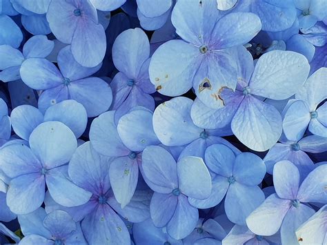 Free Images Blue Flower Petal Hydrangeaceae Flowering Plant