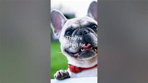 The Charms of French Bulldogs: Fascinating Facts About a Beloved Breed