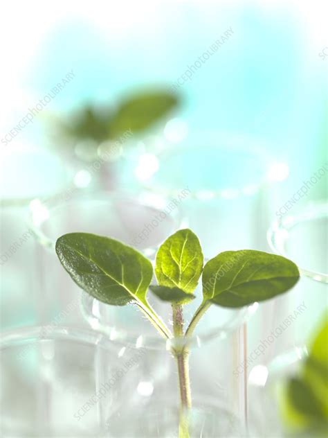 Plant Research Conceptual Image Stock Image F0040231 Science