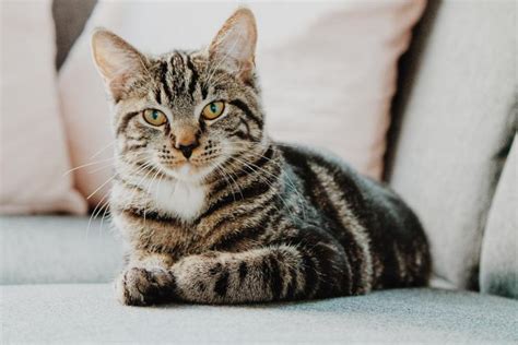 10 Interesting Facts About Domestic Shorthair Cats