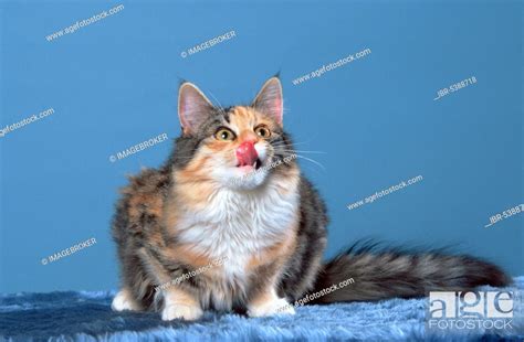 Norwegian Forest Cat Silver Tortie White Stock Photo Picture And
