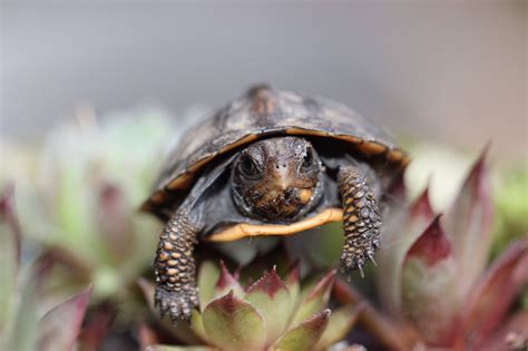 If your box turtle is breeding, there are a lot of things to consider. Baby eastern box turtle. | Eastern box turtle, Box turtle ...
