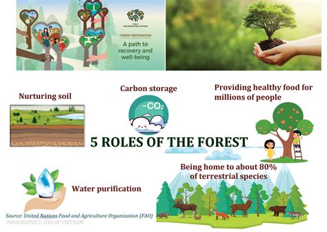 Forest Restoration A Path To Recovery And Well Being General