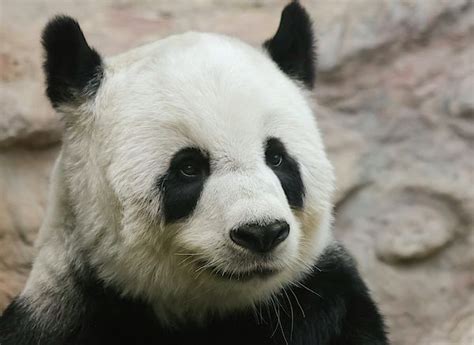 A Portrait Of A Giant Panda By Derrick Neill Panda Giant Panda
