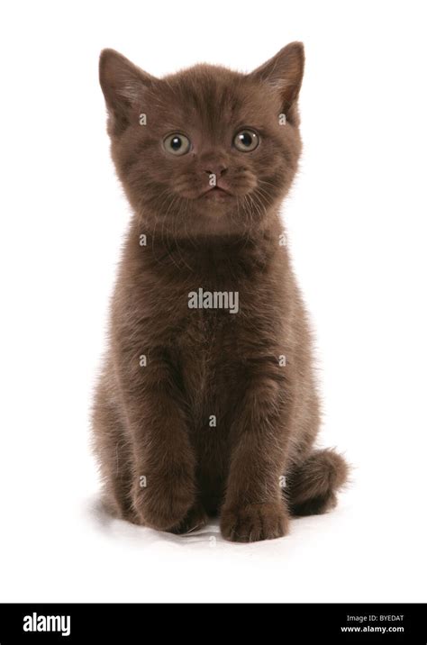 Chocolate British Shorthair Cat Hi Res Stock Photography And Images Alamy