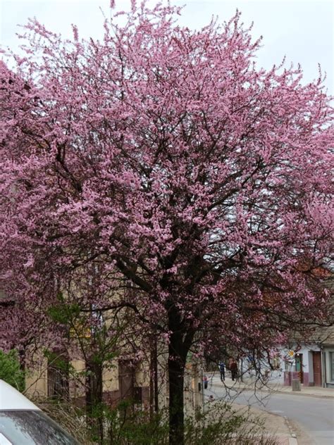 Prunus Cerasifera Nigra Prunus Střemcha Sakura Zahradnictví Franc