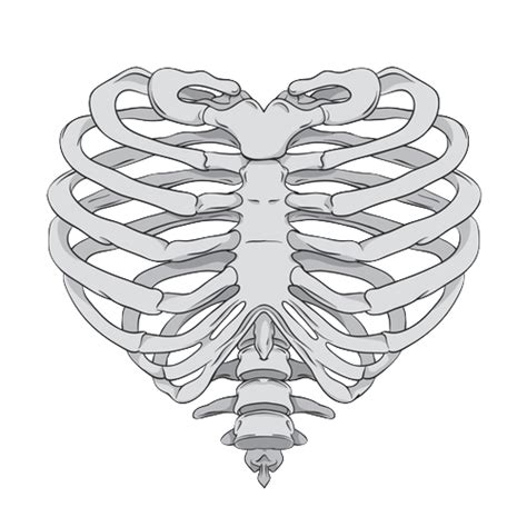 Rib Cage Heart Human Skeleton Anatomy Skeleton Hand Png Download