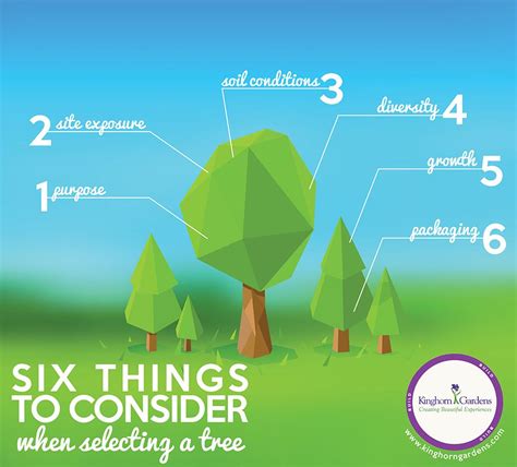 6 Things To Consider When Selecting A Tree Tree The Selection