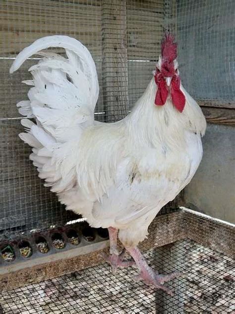 Top 3 Heritage Egg Laying Chicken Breeds Grow Your Own Backyard Eggs