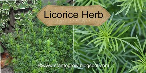 Drink before retiring for a sound sleep. Start To Grow: Licorice Herb