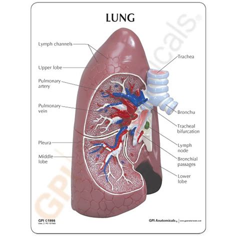 Gpi 3100 Right Lung Model