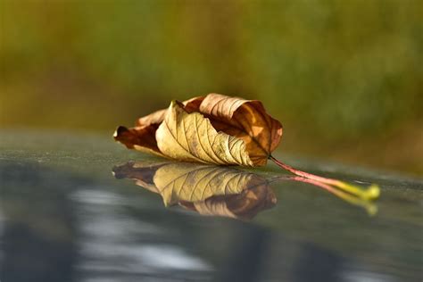200 Free Wilted Leaves And Wilted Images Pixabay