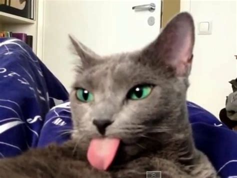 Gatos sacando la lengua | Mascotas