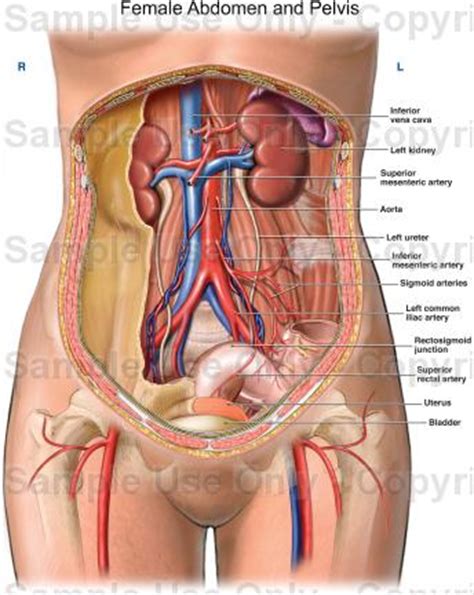 The abdominal cavity is the part of the body that houses the. Female Abdomen and Pelvis - Medical Illustration, Human ...