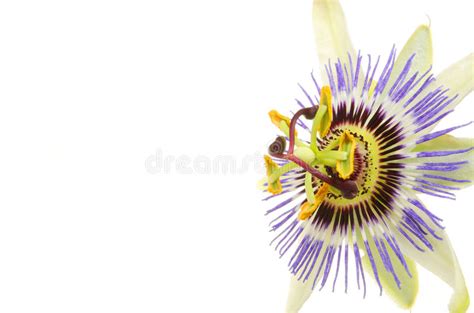 Passion Flower Closeup Stock Image Image Of Petal Yellow 11317791