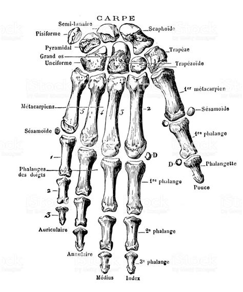 Illustration Of A Human Hand Bones Ossos Das Mãos Esqueleto Humano