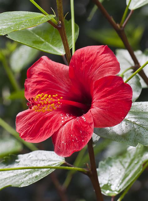 File:Cayeno (Hibiscus rosa-sinensis), jardín botánico de ...
