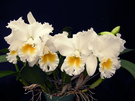 cattleya orchid gertrude hausermann ‘efg cattleya hybrid cattleya orchid cattleya orchids
