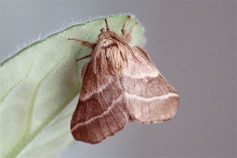 Eastern Tent Caterpillar Moth Malacosoma Americanum Fabricius 1793