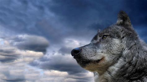 Download Wallpaper 1366x768 Wolf Muzzle Dog Sky View Meditation