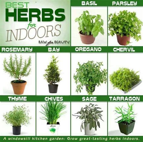 Best Herbs For Indoors Indoor Herb Garden Container Herb Garden