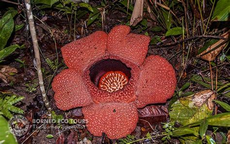 Get To Know The Incredible Borneo Big 5 Flora Of Sabah Malaysian