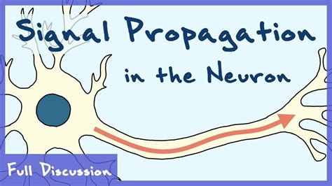 Signal Propagation In The Neuron Neurophysiology Full Discussion