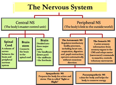 Icse Solutions For Class 10 Biology The Nervous System And Sense