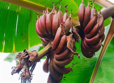 10 Red Banana Health Benefits You Wouldnt Know About