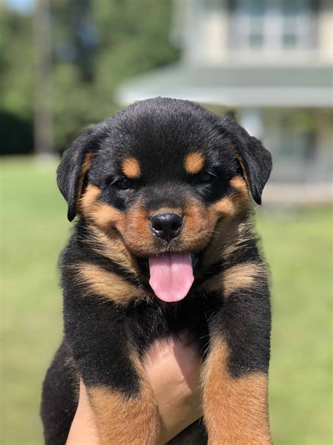 Pin By Jesse Thomasjr On Wire Mesh Fence Rottweiler Puppies