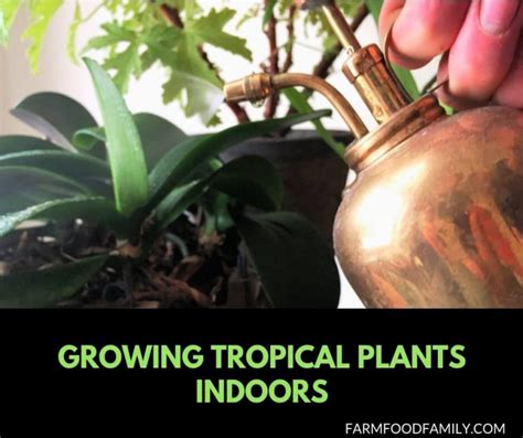 Indoor Tropical Plants Care How To Grow Tropical Plants Indoors