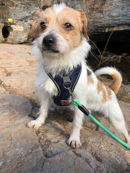 Wirehaired Terrier And Beagle Mixed Rescue Dog For Adoption In