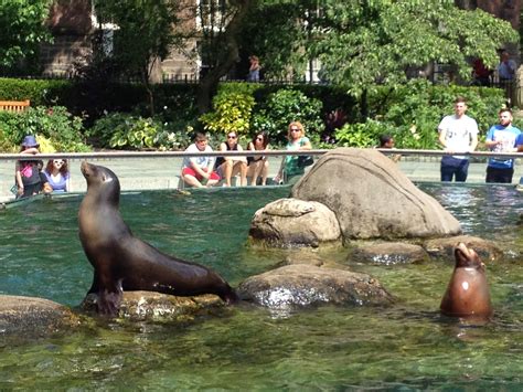 Mundo da Ana New York Zoológico do Central Park
