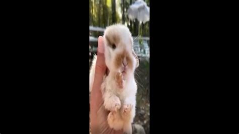 So Cute Cute Baby Animals Videos Compilation Cutest Moment Of The