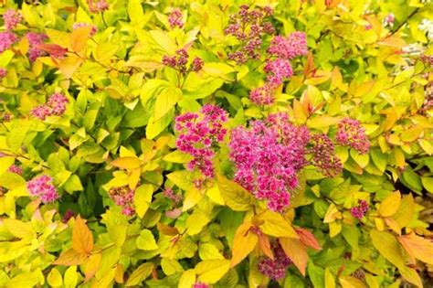 14 Fast Growing Shrubs For Full Sun And High Impact Fast Growing