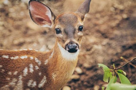 El Venado De Cola Blanca