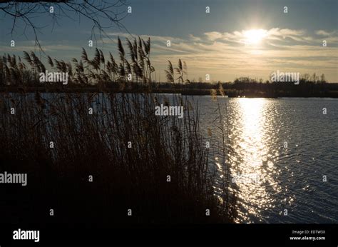 Winter Lake At Sunset With Silhouettes Of Reeds Stock Photo Alamy